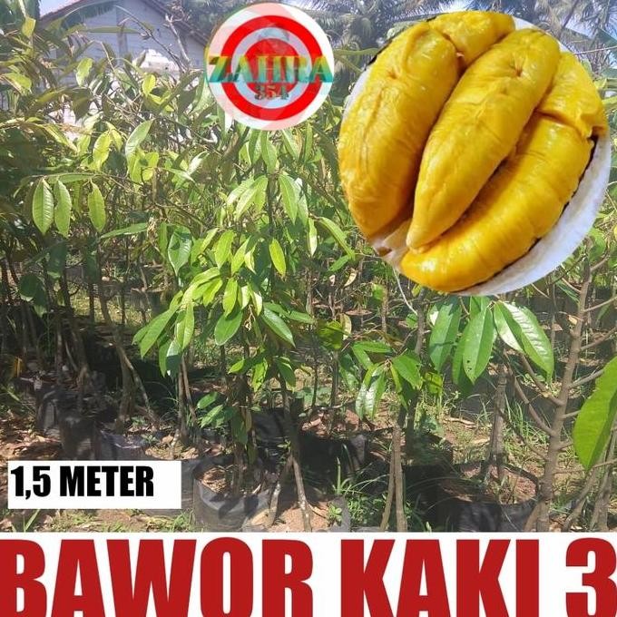 

Terlaris 1,5 Meter // Bibit Durian Bawor Kaki 3 // Durian Bawor