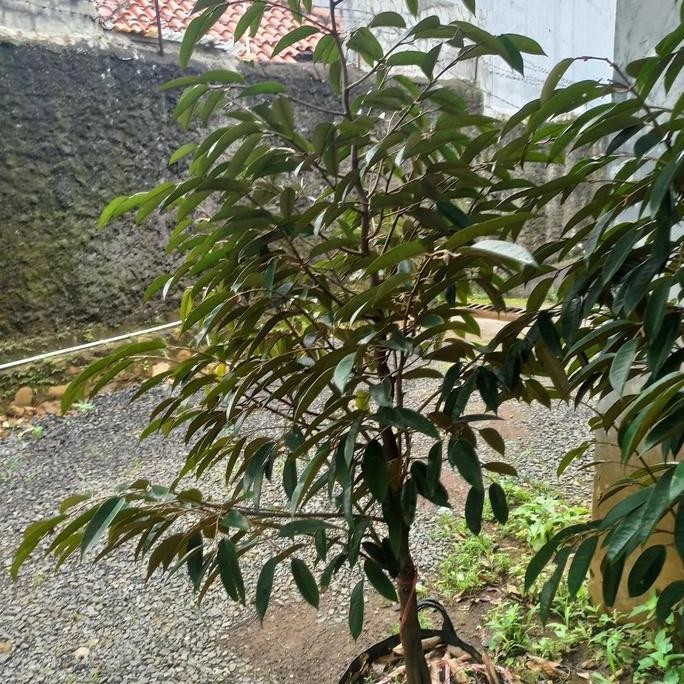 

Terlaris Durian Musang King Bibit 1 Meter