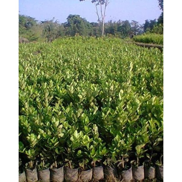 

Terlaris Bibit Tanaman Buah Jeruk Nipis Manis - Nimas L0Ck A