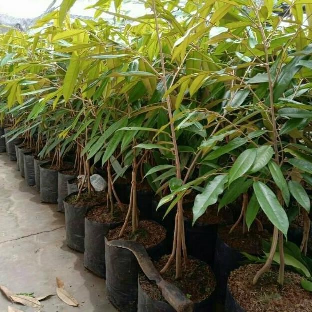 

Terlaris Bibit Buah Durian Kaki 3 Murah - Bebas Pilih Varietas - Bibit Okulasi