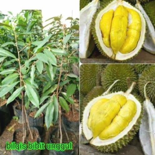 

Terlaris Bibit Buah Durian Bawor Kaki 3