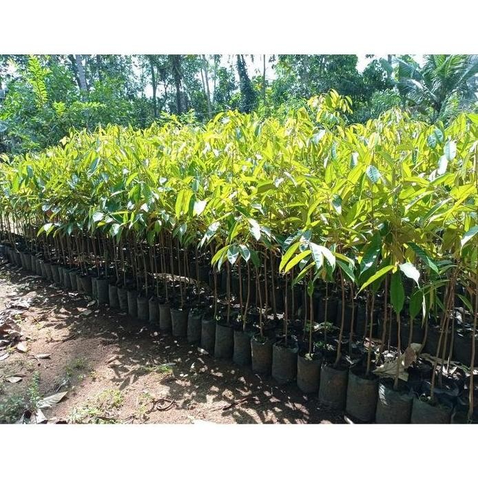 

Terlaris Promo - Seedling/Seling/Siling Bibit Tanaman Durian - 60 - 100 Cm
