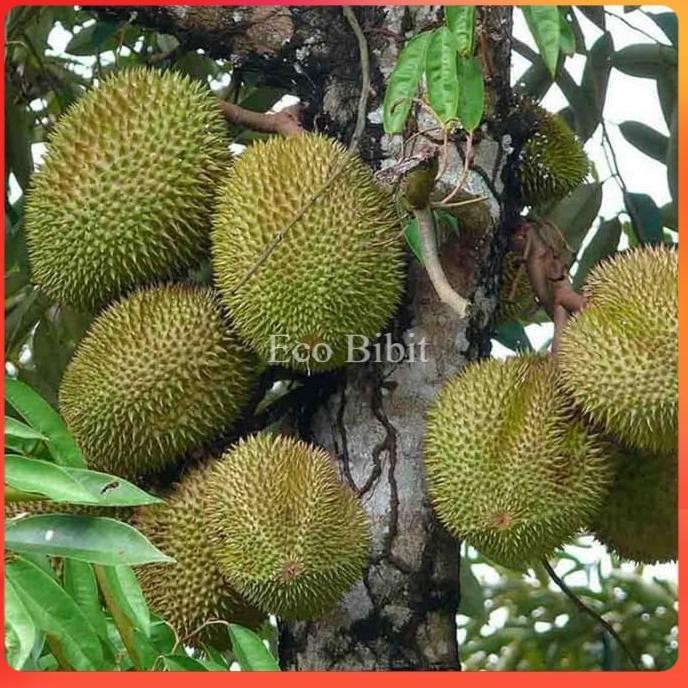 

Terlaris Bibit Tanaman Buah Durian Musangking 80 Cm