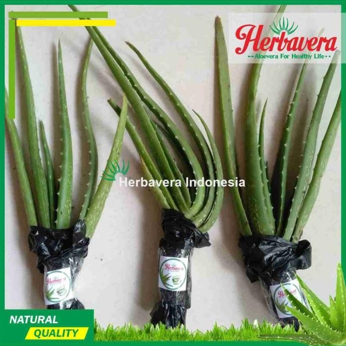 

Terlaris Bibit Lidah Buaya Jumbo Aloevera Organik
