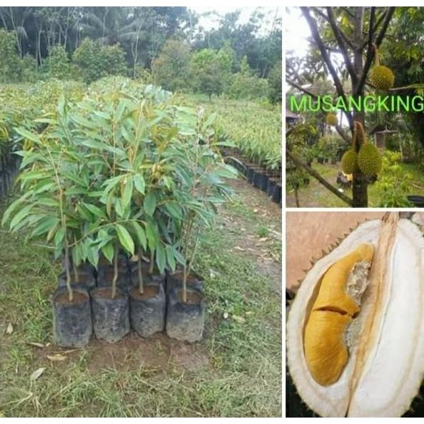 

Terlaris Dapatkan Paket 2 Batang Bibit Durian Musaking Kaki Tunggal