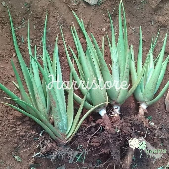 

Terlaris Bibit Tanaman Lidah Buaya Jumbo Sinensis 30Cm Barang Super