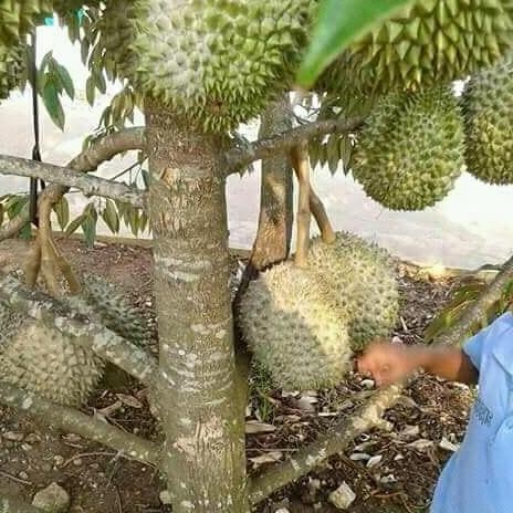 

Terlaris Bibit Durian Musangking