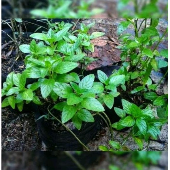 

Terlaris Bibit Tanaman Peppermint-Daun Mint-Menthol-Pepermint-Papermint Herbal Asli
