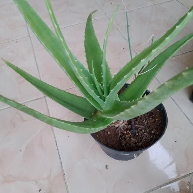 

Terlaris Pohon Lidah Buaya Bibit Tanaman Herbal