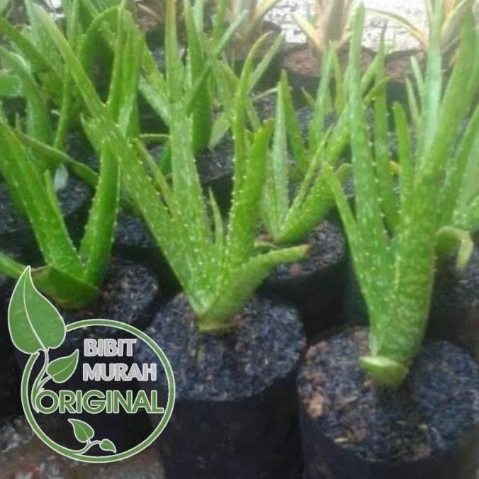 

Terlaris Bibit Lidah Buaya Banyak Manfaat Kualitas Super