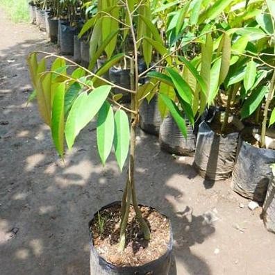 

Terlaris Bibit Tanaman Buah Durian Musangking Kaki 3 Super