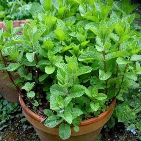 

Terlaris Lu-01 Biji Benih Bibit Herbal Daun Mint Spearmint - Aroma Mint Segar