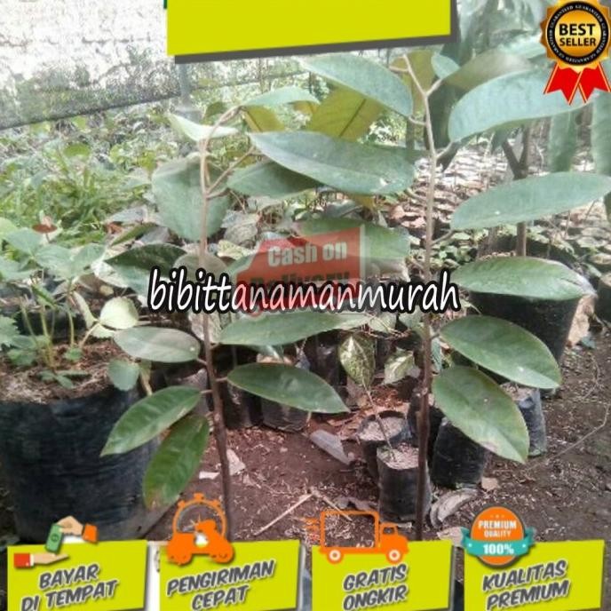 

Terlaris Bibit Durian Bawor