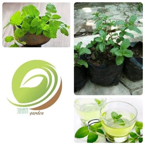 

Terlaris Bibit Tanaman Peppermint-Daun Mint-Menthol-Pepermint-Pap Riejpn 6056Lg