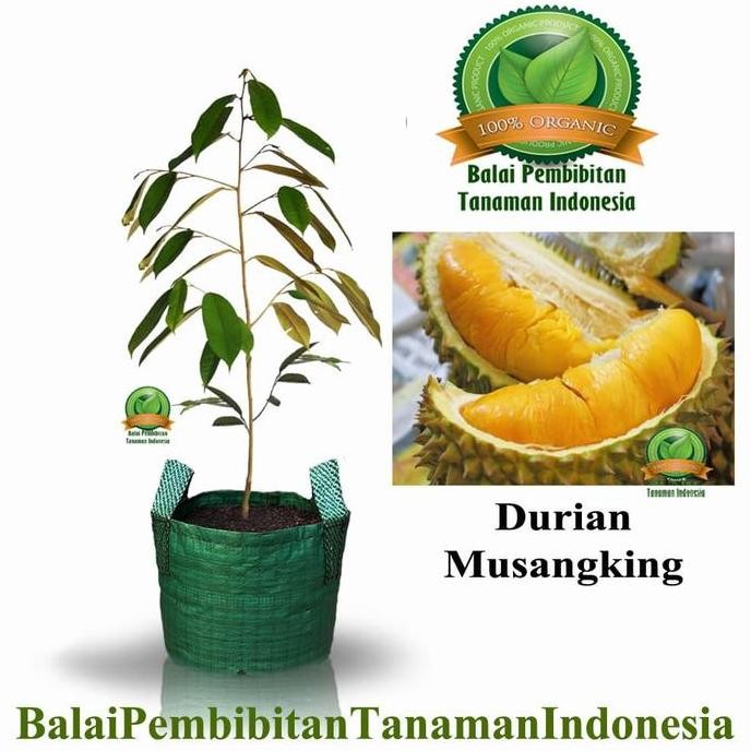 

Terlaris Bibit Durian Musangking / Bibit Buah /Tanaman