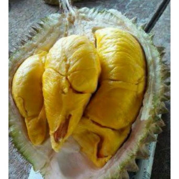 

Terlaris Bibit Pohon Durian Bawor Kaki Tiga