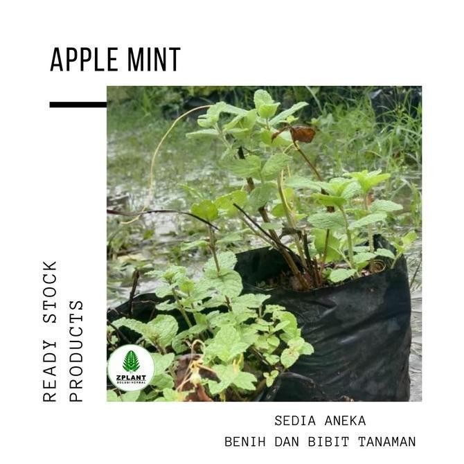 

Terlaris Bibit Tanaman Daun Apple Apel Mint Mentha Suaveolens Herbal Pohon Unik