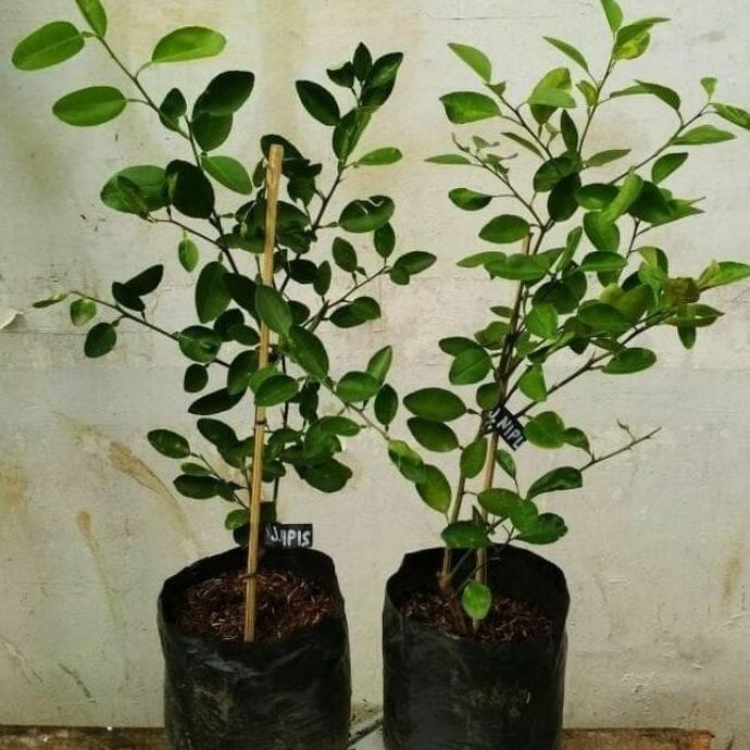 

Terlaris Bibit Jeruk Nipis Super / Tanaman Jeruk Nipis
