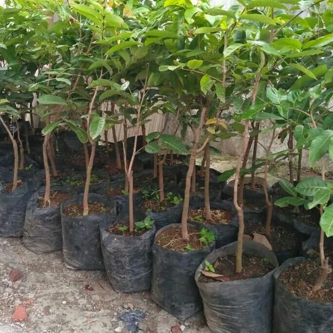 

Terlaris Bibit Klengkeng Aroma Durian Super Genjah