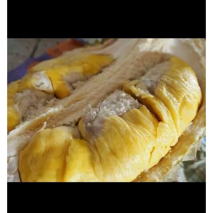 

Terlaris Bibit Tanaman Buah Durian Musangking