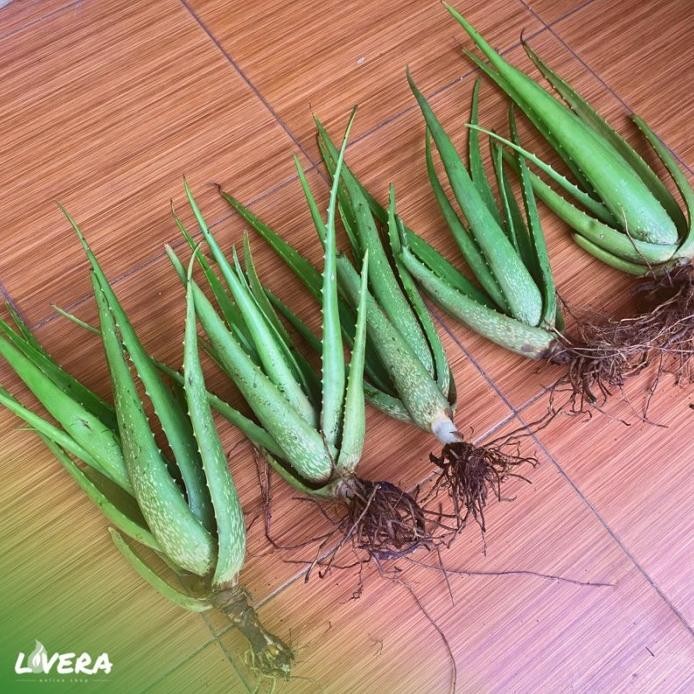 

Terlaris (12 Bulan Panen!!!) Bibit Tanaman Lidah Buaya Jumbo Pontianak