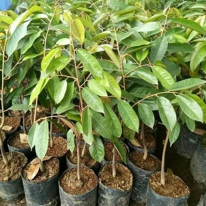 

Terlaris Bibit Durian Ochee Duri Hitam