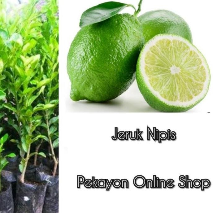 

Terlaris Bibit Tanaman Jeruk Nipis Hasil Okulasi Lebih Cepat Berbuah
