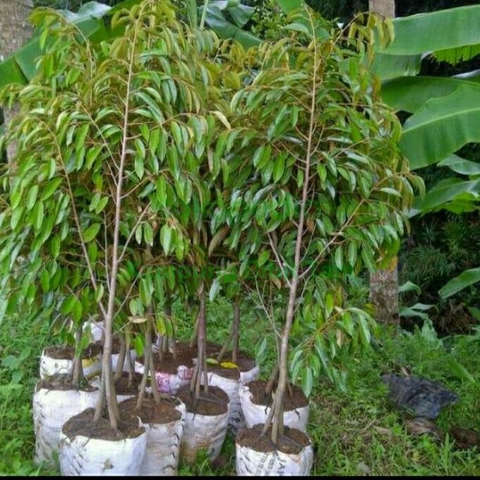 

Terlaris Bibit Durian Kaki 3 Tinggi 2 Meter Cepat Berbuah, Bisa Pilih Jenis
