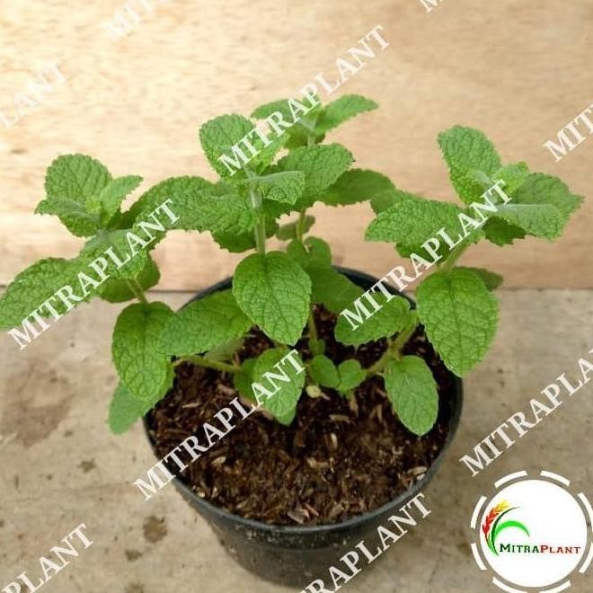 

Terlaris Ready Bibit Pohon Apple Mint - Tanaman Daun Mint Apel - Tanaman Herbal