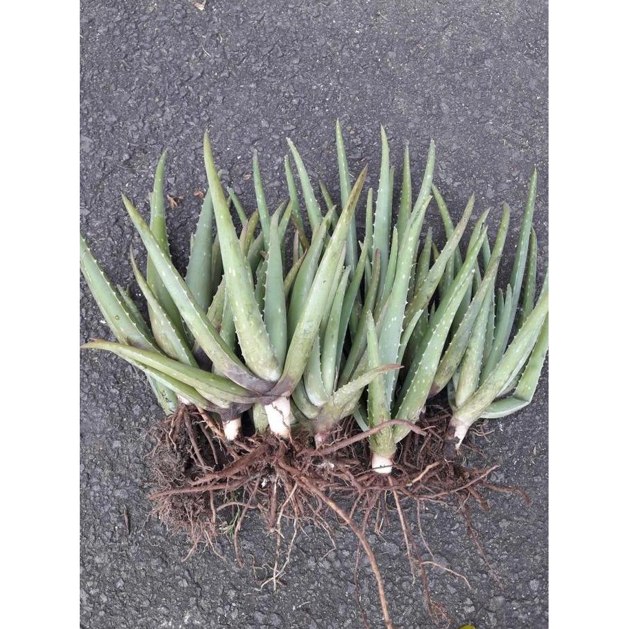

Terlaris Bibit Lidah Buaya Kalimantan