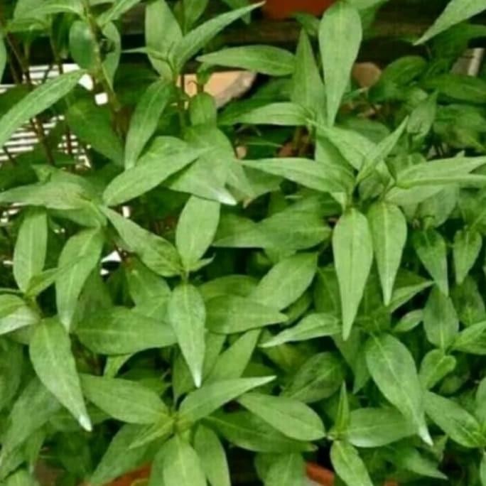 

Terlaris Bibit Tanaman Kesum Daun Laksa Atau Mint Vietnam Bogrge 6528Po