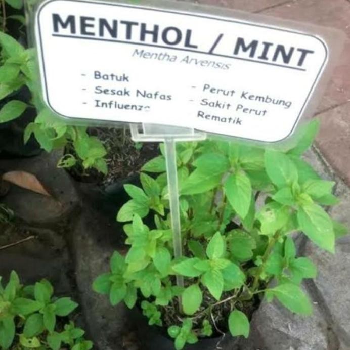 

Terlaris Bibit Tanaman Herbal Daun Mint, Daun Menthol Bisa Untuk Tabulampot