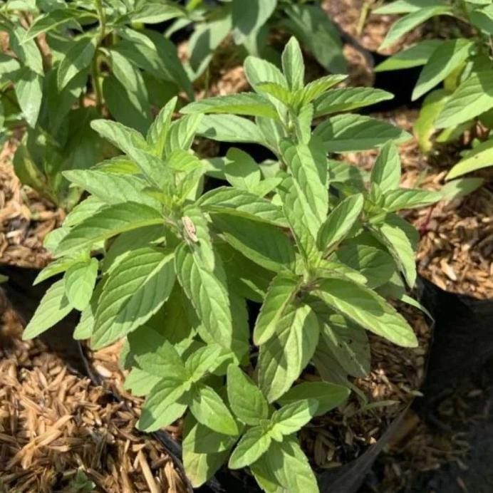 

Terlaris Ready Terlaris Bibit Tanaman Herbal Mint Peppermint Untuk Infuse Water/Tanaman Daun Mint/ Tanaman Herbal