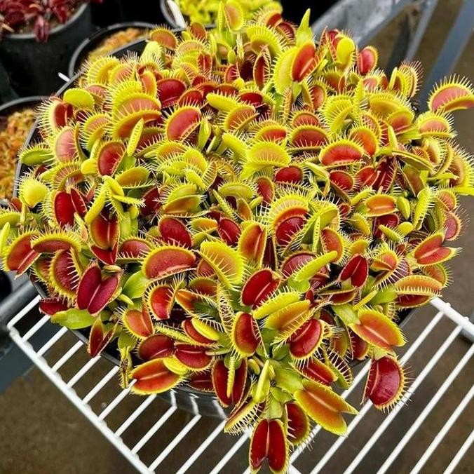 Tanaman Karnivora Venus FlyTrap