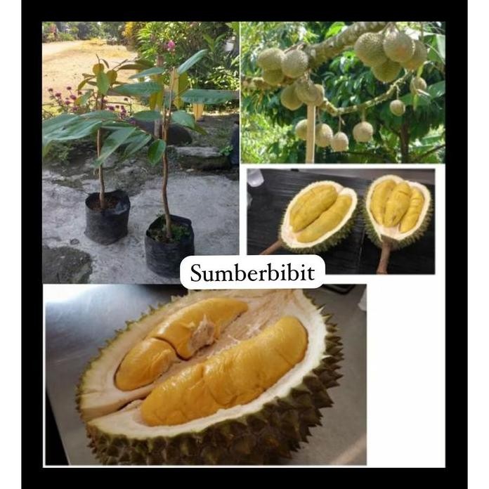 

Terlaris Bibit Durian Musangking Sudah Okulasi Unggul