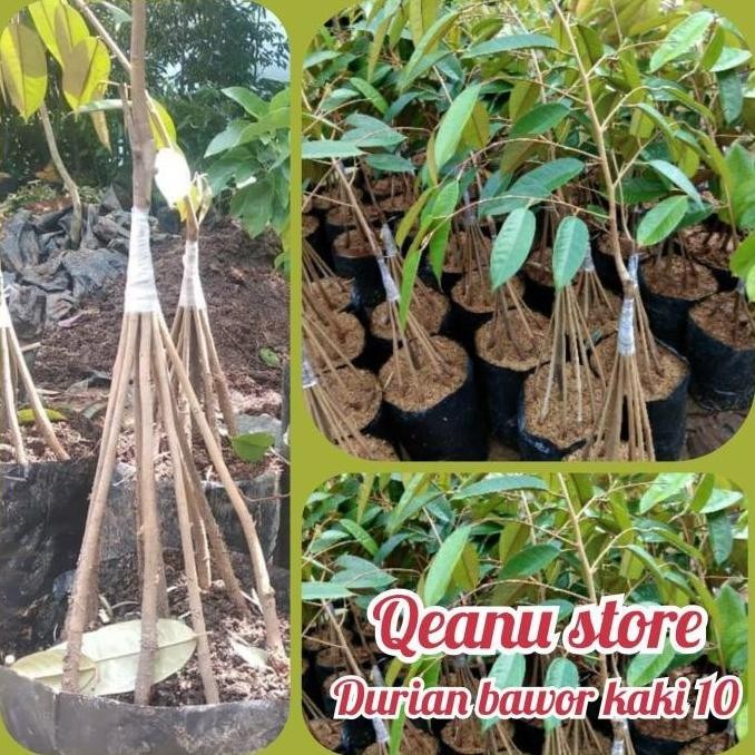 

Terlaris Bibit Buah Durian Bawor Kaki 10 Unggul