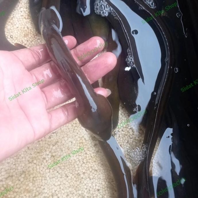 

Terlaris Sidat Hidup Size +- 150Gram Bergaransi Bisa Untuk Hiasan Aquarium