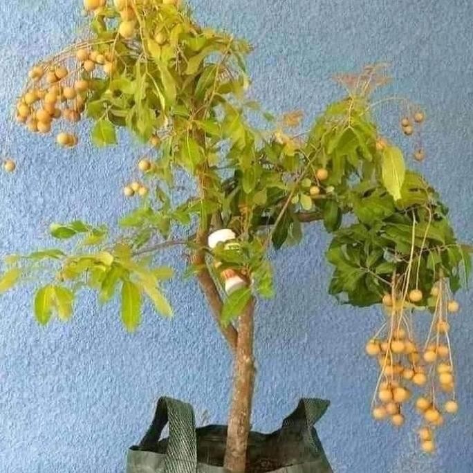 

Terlaris Bibit Kelengkeng Aroma Durian Okulasi Cepat Berbuah