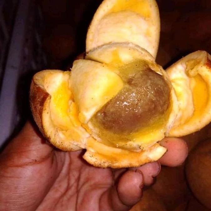 Bibit Pohon buah Kepel langka