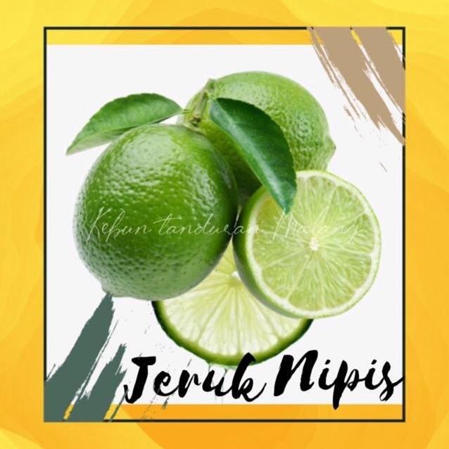 

Terlaris Bibit Buah Jeruk Nipis Tanaman Pohon Jeruk