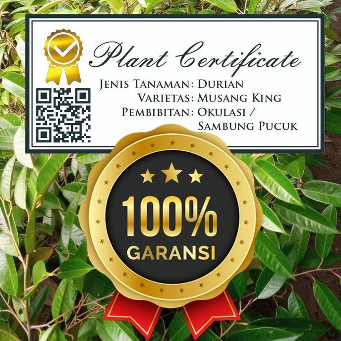 

Terlaris Jual Bibit Durian Musangking Asli