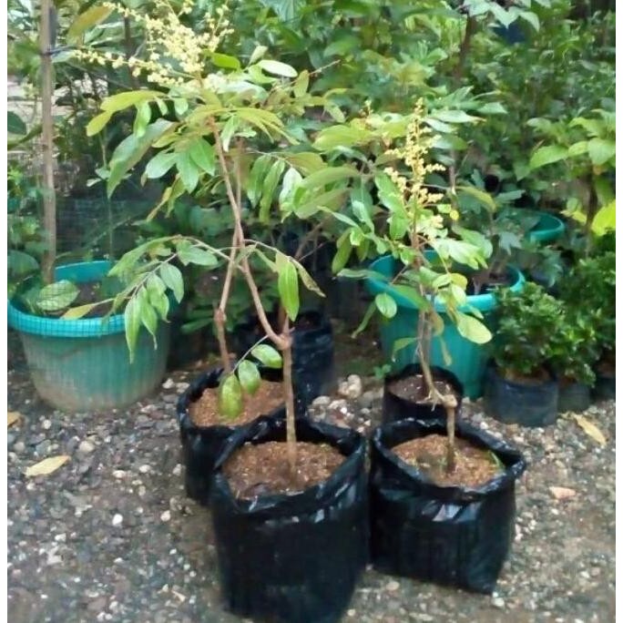 

Terlaris Bibit Tanaman Buah Kelengkeng Aroma Durian(Sudah Berbunga/Berbuah)