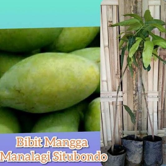 bibit mangga manalagi situbondo