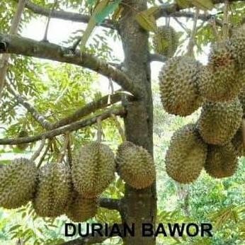 

Terlaris Bibit Durian Bawor Okulasi 40-50Cm