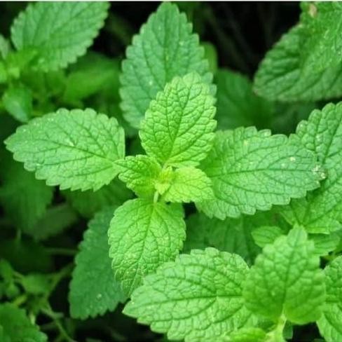 

Terlaris Bibit Tanaman Daun Mint Herbal