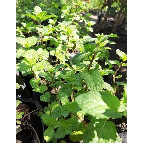 

Terlaris Grosir Bibit Daun Mint (Isi 2-3 Bibit) Promo