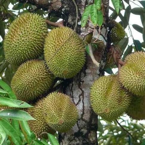 

Terlaris P0K Bibit Tanaman Durian Musangking Kaki 3