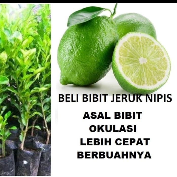 

Terlaris Bibit Tanaman Buah Jeruk Nipis