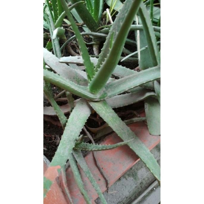 

Terlaris [Bonus Pupuk] Bibit Bunga Lidah Buaya / Aloe Vera Wekwlo 1010Um