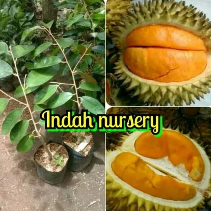 

Terlaris Harg4A Di Banting Terlaris Bibit Buah Durian Tembaga Super Terlarissss